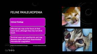 Feline Panleukopenia [upl. by Berky]