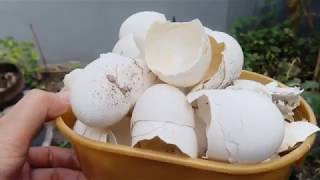 Make Effective Organic Fertilizer  How to prepare and Apply to Any Plants [upl. by Veal]