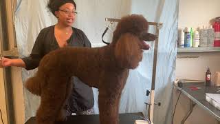 Grooming a Standard Poodle [upl. by Halsted17]