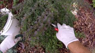 Natural look pruning Rosy Glow Barberry [upl. by Bibi788]