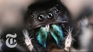 Inside a Jumping Spider’s Brain  ScienceTake  The New York Times [upl. by Ramsey]