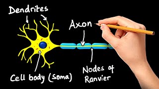 Structure and Function of Neuron in Hindi [upl. by Yuma]