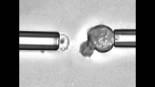 Three examples of chemotaxis experiments [upl. by Suoicerpal]