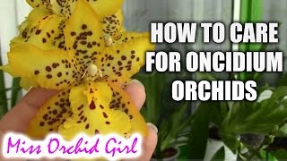 How to care for Oncidium Orchids and Intergenerics  watering fertilizing reblooming [upl. by Menis731]