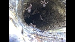 Ephebopus murinus Skeleton Leg Tarantular slings removal [upl. by Annoyed]