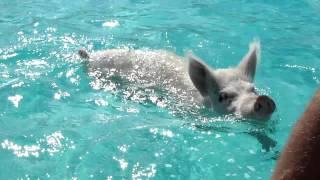 Swimming Pigs near Staniel Cay Bahamas [upl. by Brynne]