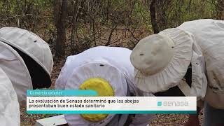 Exportación de abejas reina y acompañantes a Unión Europea [upl. by Letram537]