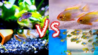 Ram Cichlids vs Apistogramma CIchlids Which is Best [upl. by Seale837]