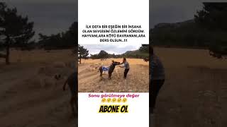 İlk defa Bir Eşeğin Bir insana olan sevgisi shorts viralvideo trending keşfet reels video [upl. by Ecirehc]