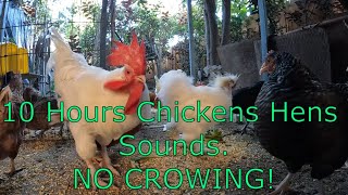 Backyard Chickens 10 Hours Continuous Chickens Hens Sounds Noises NO CROWING [upl. by Ylek]