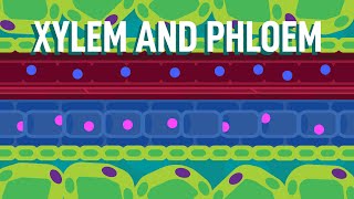 Xylem and Phloem  Transport in Plants  Biology  FreeAnimatedEducation [upl. by Mitchel973]