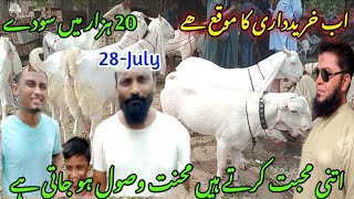 lalukhet Bakra mandi latest update 28July2024 bakra mandi goat farm visit gulabi kamori teddy [upl. by Nash]