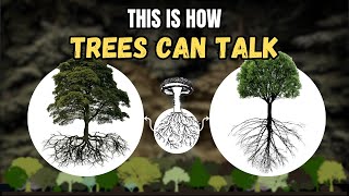 Trees Can Talk DrSimards Experiment [upl. by Pillsbury]