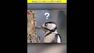 How Woodpeckers Survive 1400g force 😱💯  shorts facts [upl. by Ian]