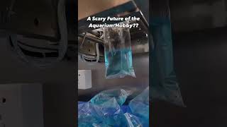 300 AUTOMATIC BETTA Fish in ONE Hour The FUTURE of Aquarium Hobby is SCARY [upl. by Bela]