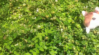 Honeysuckle Harvest [upl. by Armand]