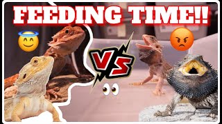 Feeding An Angry Bearded Dragon VS Feeding A Calm￼ Beaded Dragon AVOIDING BITES [upl. by Enieledam]