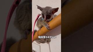 Bushbaby ドット階段に挑戦shots ブッシュベイビー bushbaby ショウガラゴ おさるさん [upl. by Thalassa]