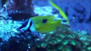 Onespot Foxface Rabbitfish [upl. by Favien159]