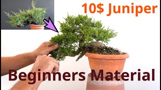 Ginepro da vivaio diventa un bonsai [upl. by Ecenahs]