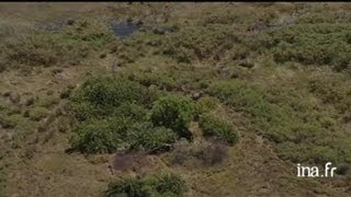 Botswana delta de lOkavango  éléphants [upl. by Israeli]