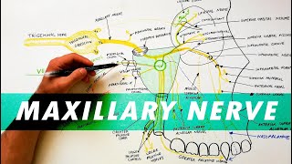 Trigeminal Nerve Anatomy  The Maxillary nerve [upl. by Aratehs]