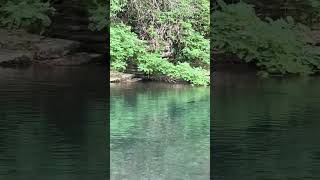 Otter at Spavinaw Creek vacationtime springcreek clearwater [upl. by Yecak361]