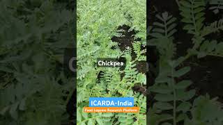 ICARDAIndiaFLRP Lentil Chickpea amp Grasspea [upl. by Zora]