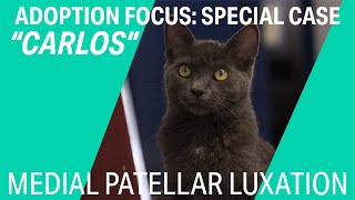 quotCarlosquot  cat with medial patellar luxation [upl. by Royd]