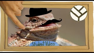 Tinbergens 4 Questions  Horned Lizard Phrynosoma platyrhinos [upl. by Sert404]