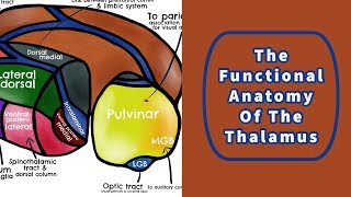 The Functional Anatomy of the Thalamus [upl. by Aleen]