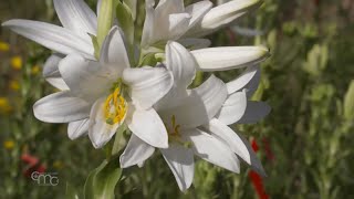 Madonna Lily  a rare species [upl. by Clower]