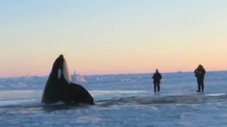 11 Desperate Orcas Trapped in Ice Make Dramatic Escape [upl. by Yhpos]