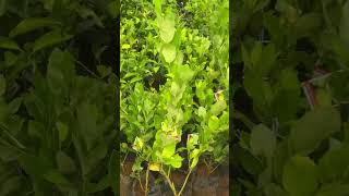 Seedless lemon Dm9037257028 LocNp liya garden malappuramCherukulamba [upl. by Marisa443]