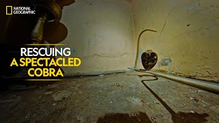 Rescuing a Spectacled Cobra  Snakes SOS Goa’s Wildest  Full Episode  National Geographic [upl. by Moore]