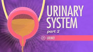 Urinary System Part 2 Crash Course Anatomy amp Physiology 39 [upl. by Erving]