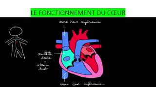 Comprendre le fonctionnement du cœur anatomie et physiologie [upl. by Gareth241]