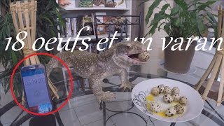 Je teste les œufs de cailles pour mon raptor [upl. by Yauqaj396]