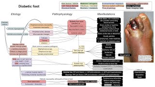 Diabetic foot mechanism of disease [upl. by Ennaimaj]