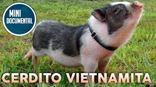 Cerdito vietnamita mini documental [upl. by Rolyks432]