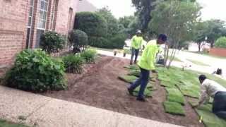 New Zoysia Lawn Installation in Flower Mound [upl. by Schlesinger752]