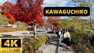 FUJIKAWAGUCHIKO JAPAN 🇯🇵 4K Momiji — Koyo Autumn Leaves Festival [upl. by Nitsew]