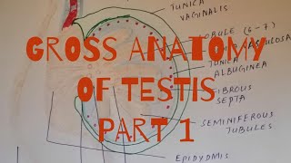 Testis complete Gross Anatomy  layers  Blood supply  lymphatic drainage  pampiniform plexus [upl. by Hairym]