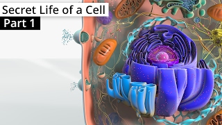 The Secret Life of a Cell Part 1  Organelles [upl. by Batruk]