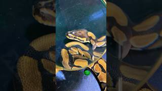 MicroScale Ball Python molinarosnakelab ballpython royalpython snakebreeding scaleless shorts [upl. by Lucais]