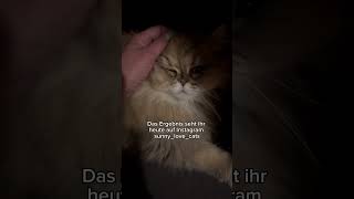 Tierkommunikation❤️Den Link findet ihr in der Biosunny katzen tierkommunikation perser trennung [upl. by Trela]