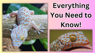 Tokay Gecko Care Guide [upl. by Island559]