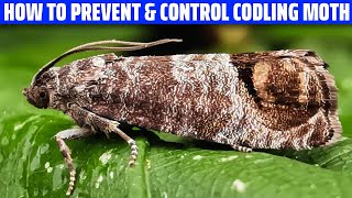 Codling Moth – How to Prevent and Control It [upl. by Knepper]