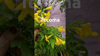 tecoma plant care mygardenlove4009 uploads youtubeshorts gardening garden yellowflowers [upl. by Nyrehtac930]