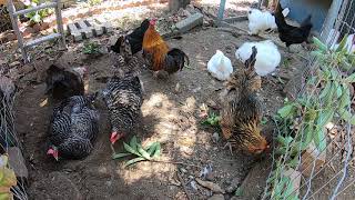 Backyard Chickens Long Relaxing Video Chickens Sounds Noises Hens Clucking Roosters Crowing [upl. by Kallista695]